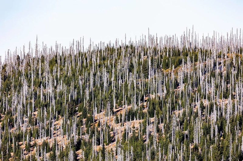 Dead spruces after bark beetle infestation on the mountain Lusen