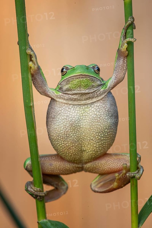 European tree frog