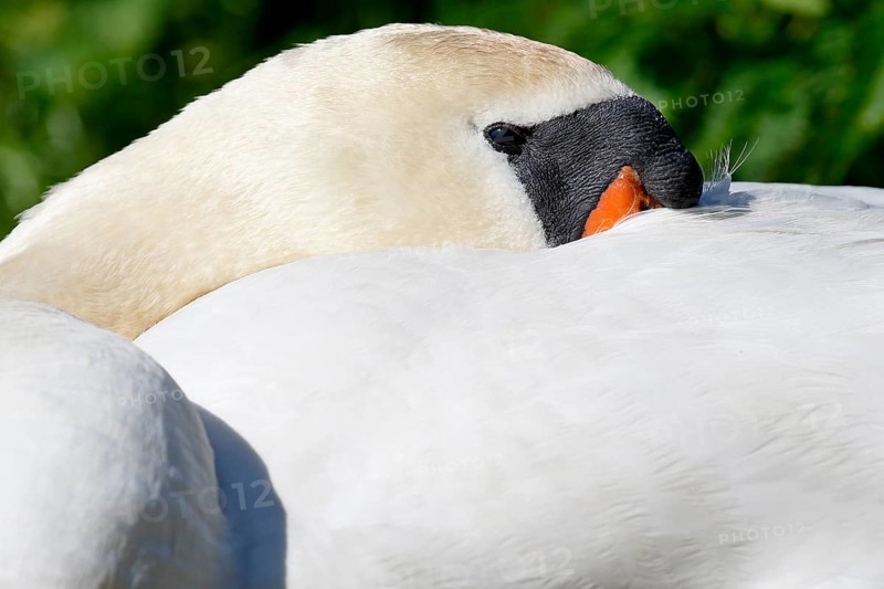 Resting Mute swan