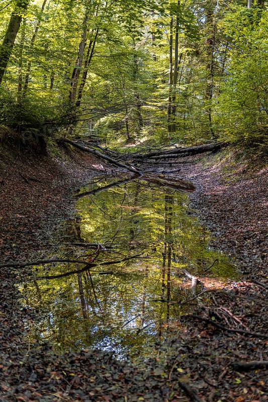 Deciduous trees reflected in a water-based paint in the forest