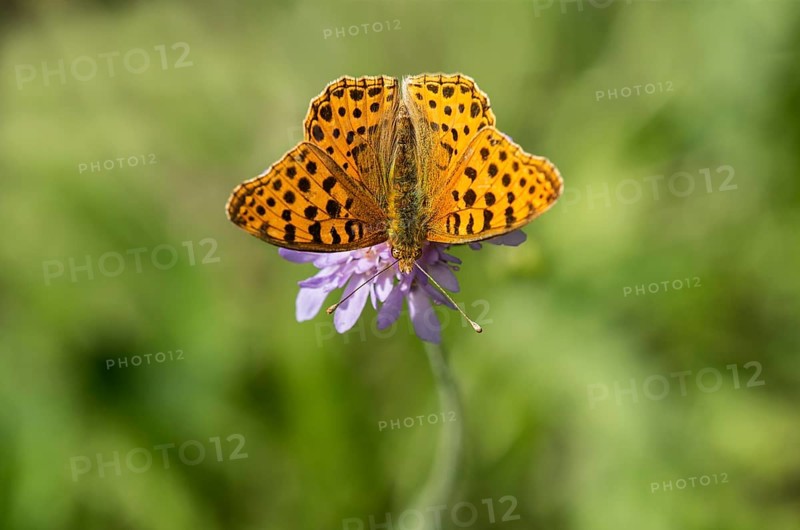 Spotted fritillary