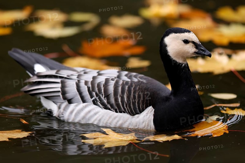 Barnacle goose