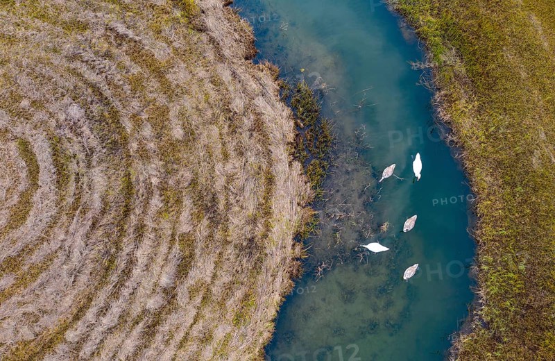 Natural course of the Zellerache river from the Irrsee with swans