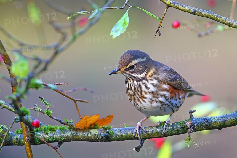 Redwing
