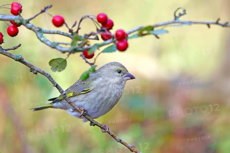 European greenfinch