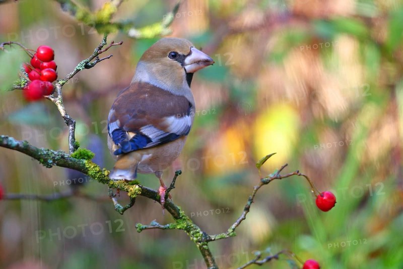 Hawfinch