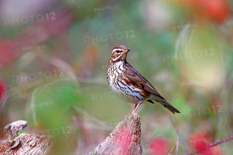 Redwing