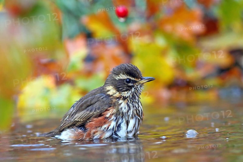 Redwing