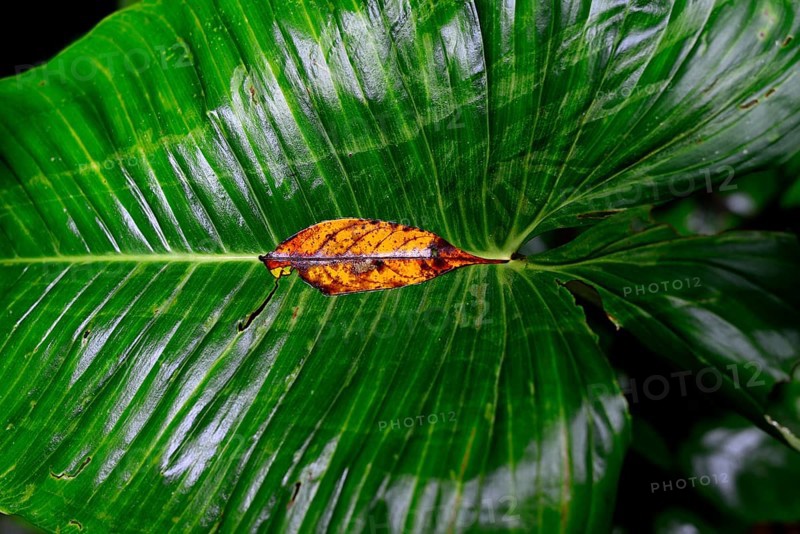 Wet leaves in tropical rainforest