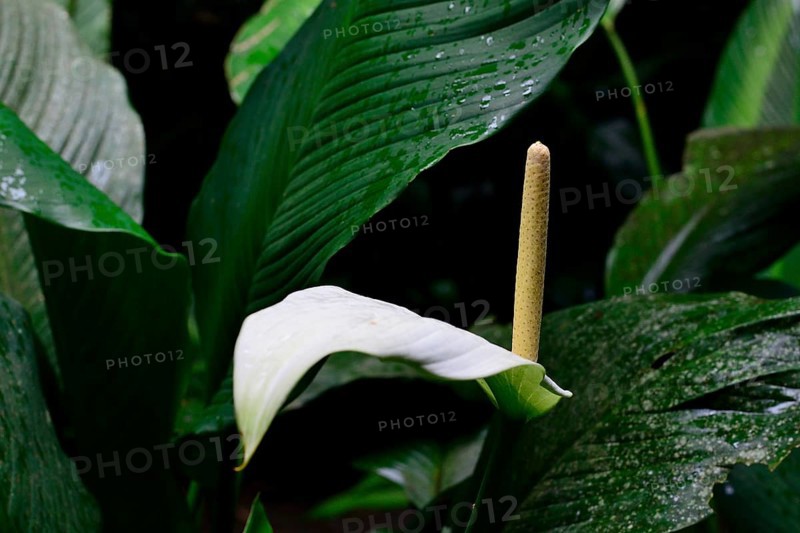 Arum r