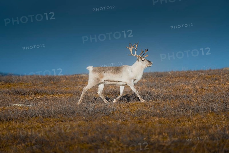 White reindeer