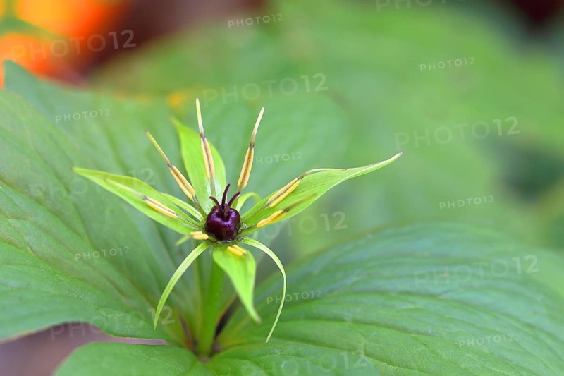 Flower of the four-leaved monberry
