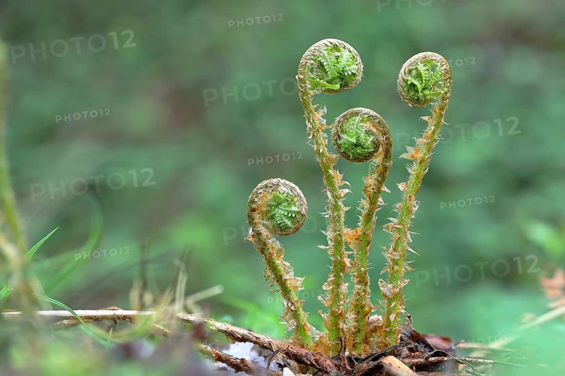 Bracken