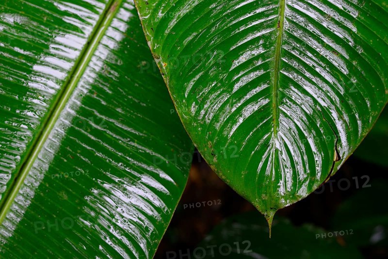 Wet leaves in tropical rainforest