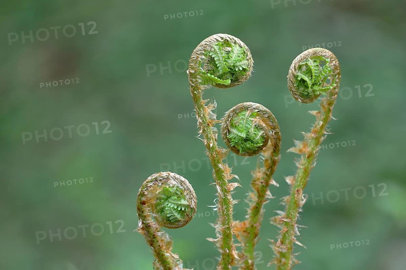 Bracken