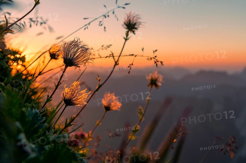 Sunrise over Lechtal Alps with faded alpine cowbell