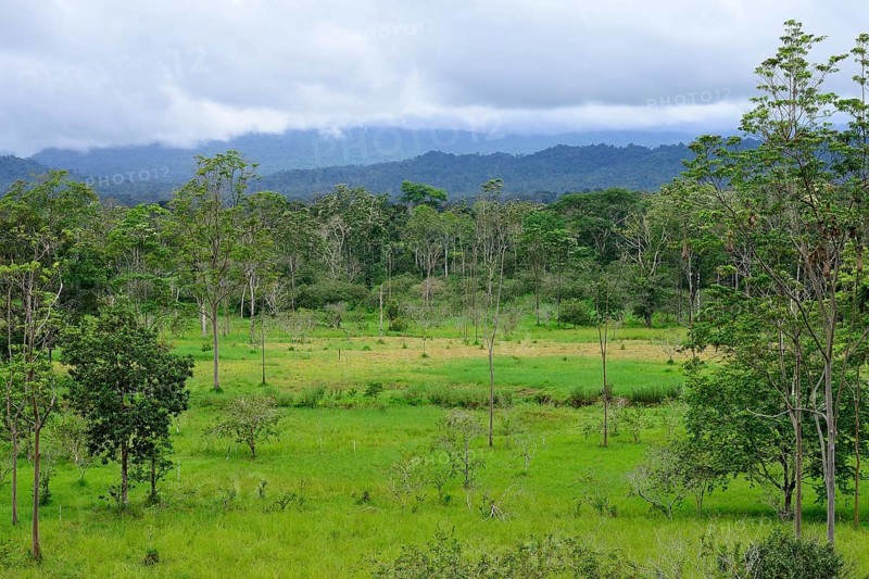 Landscape with disappearing rainforest along road 436