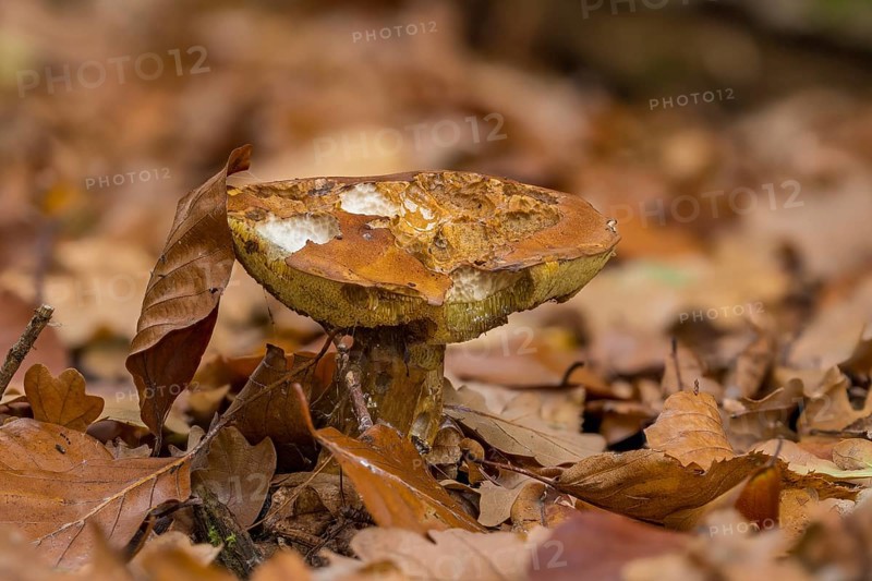Suede bolete