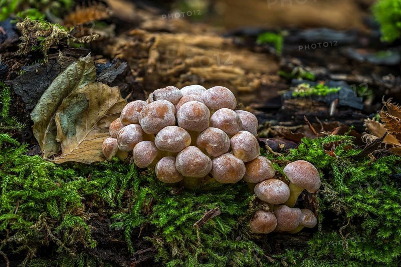 Sulphur tuft