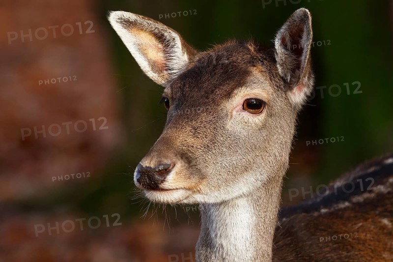 Fallow deer