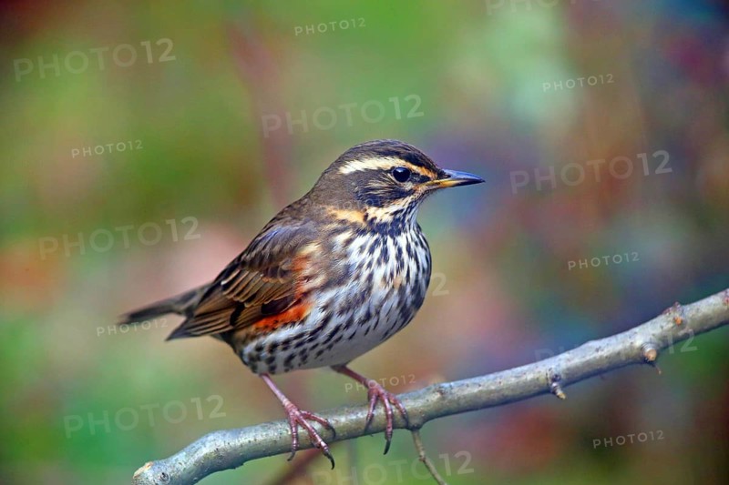 Redwing