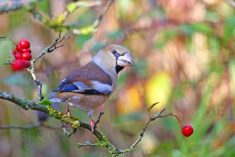 Hawfinch