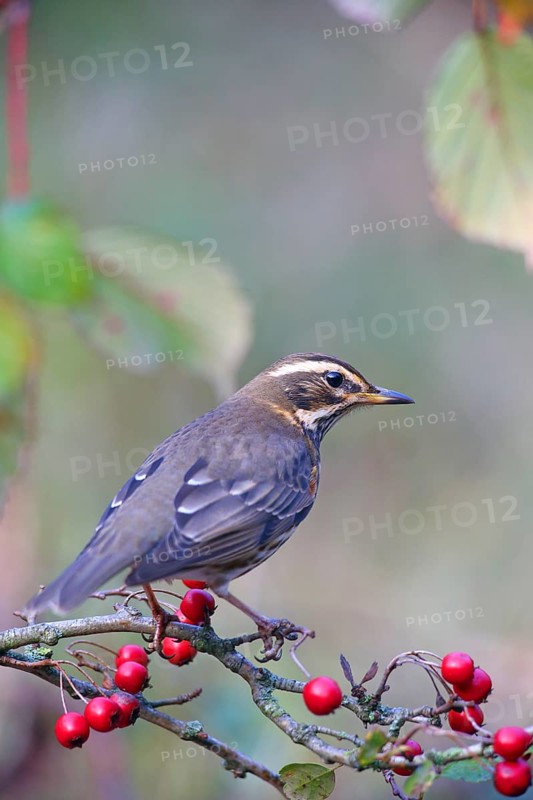 Redwing