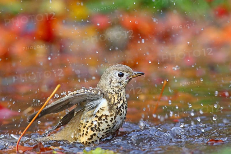 Mistle thrush