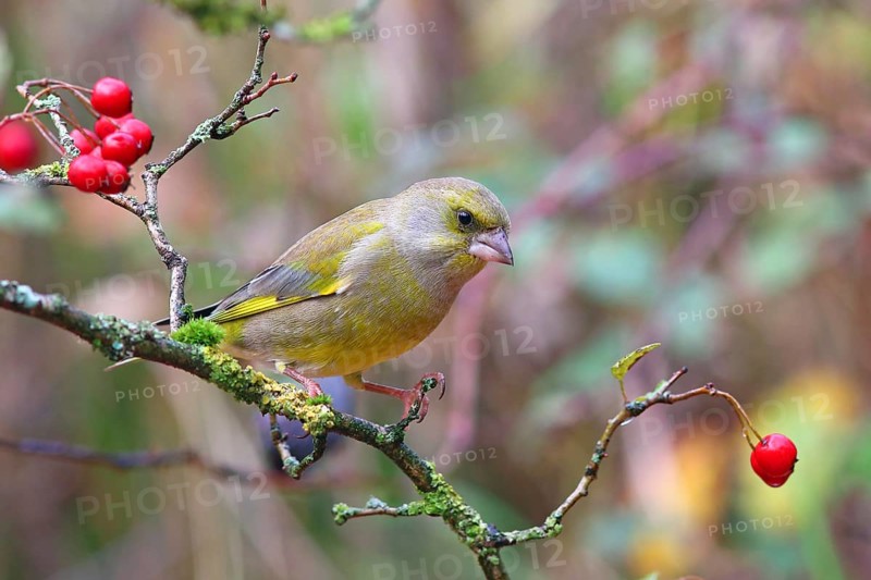 European greenfinch