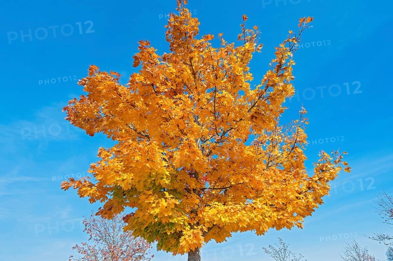 Autumn maple