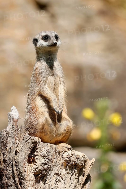 Meerkats