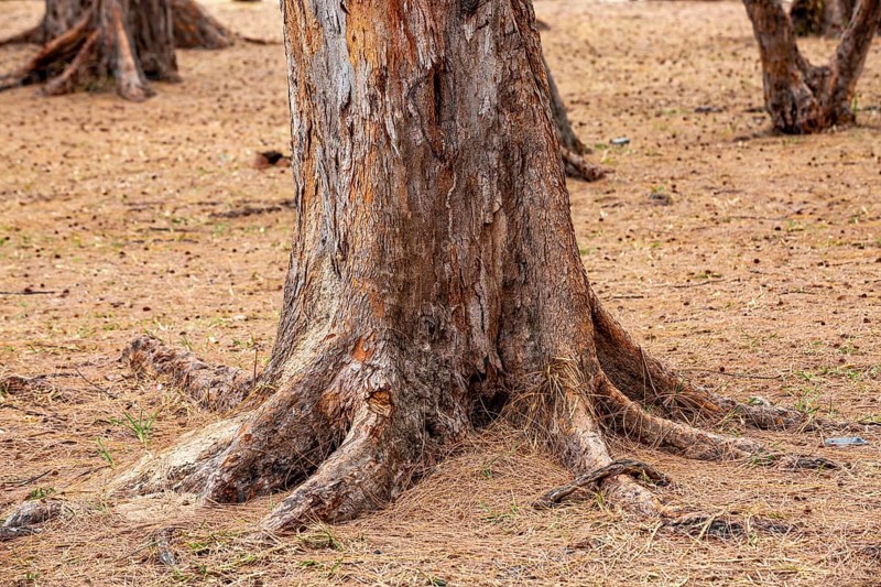 Tree trunk on the public beach of Flic En Flac on the west of the tropical island of Mauritius