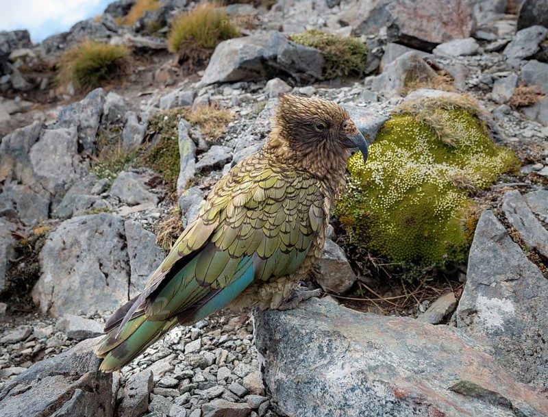 Kea