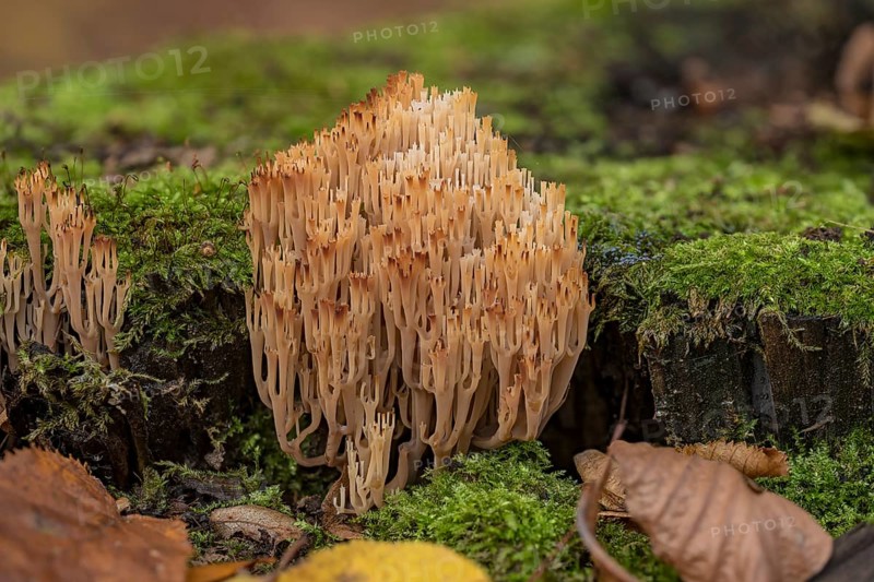Artomyces pyxidatus