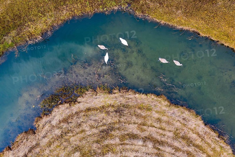 Natural course of the Zellerache river from the Irrsee with swans