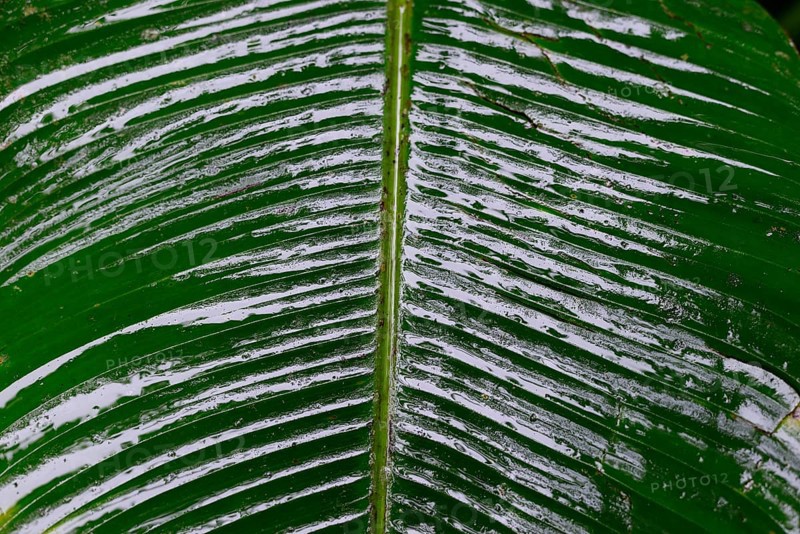 Wet leaves in tropical rainforest