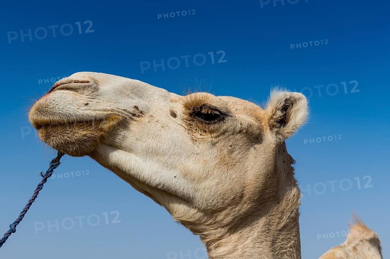 Camel at the Animal market
