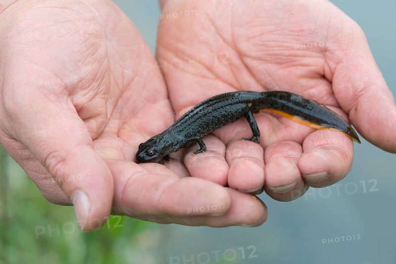 Northern Crested Newt