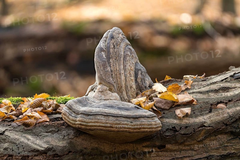 Tinder Fungus