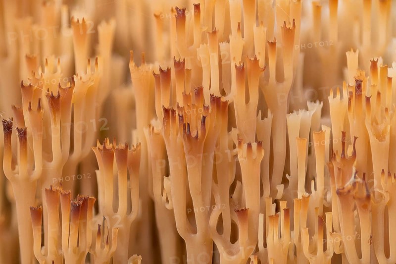 Artomyces pyxidatus