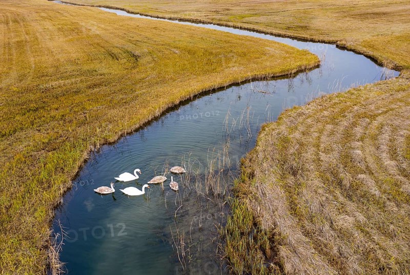 Natural course of the Zellerache river from the Irrsee lake with swans