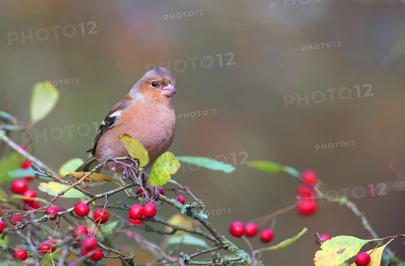 Common chaffinch