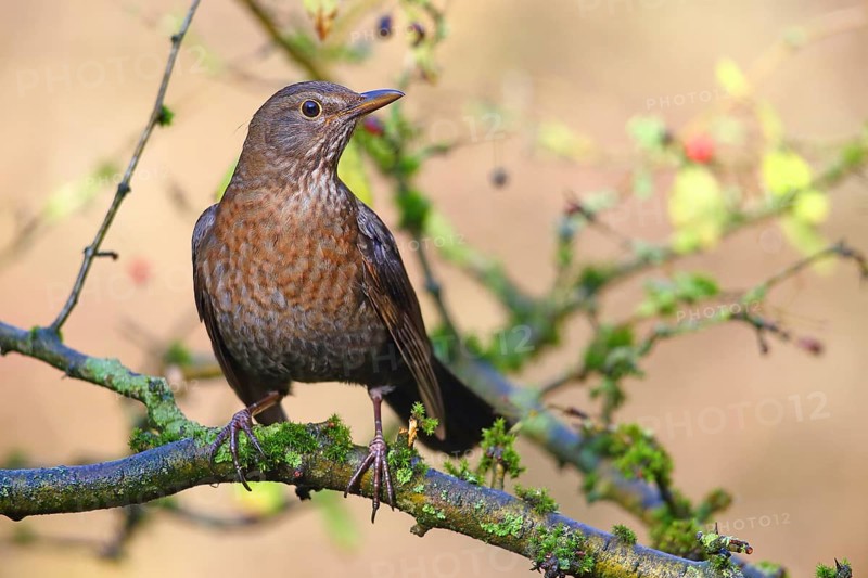 Blackbird
