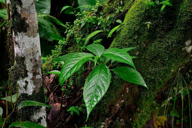 Wet leaves in tropical rainforest