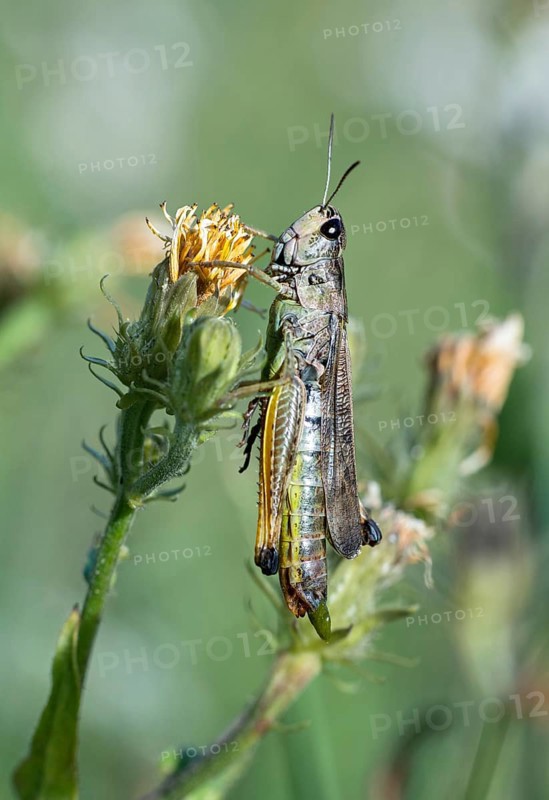 Bow-winged grasshopper