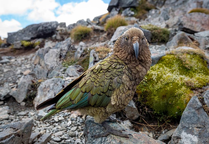 Kea