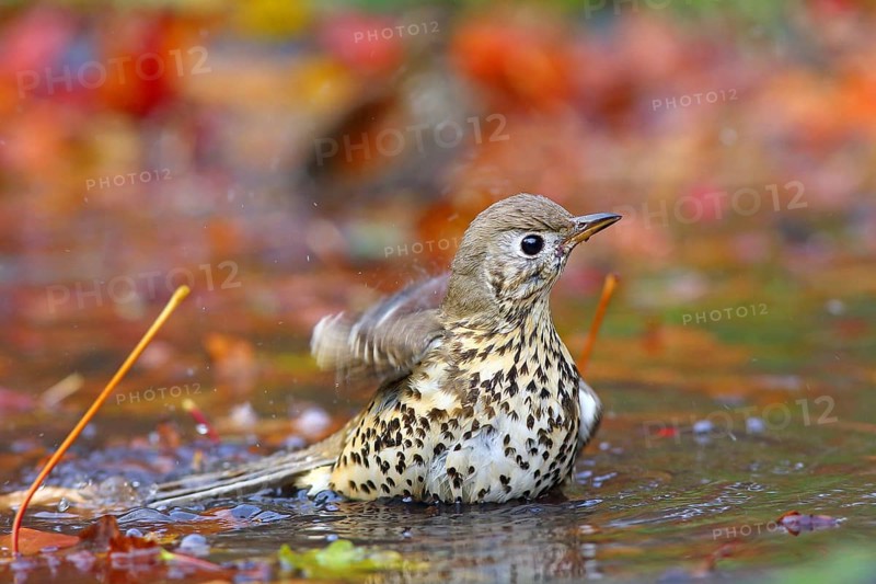 Mistle thrush
