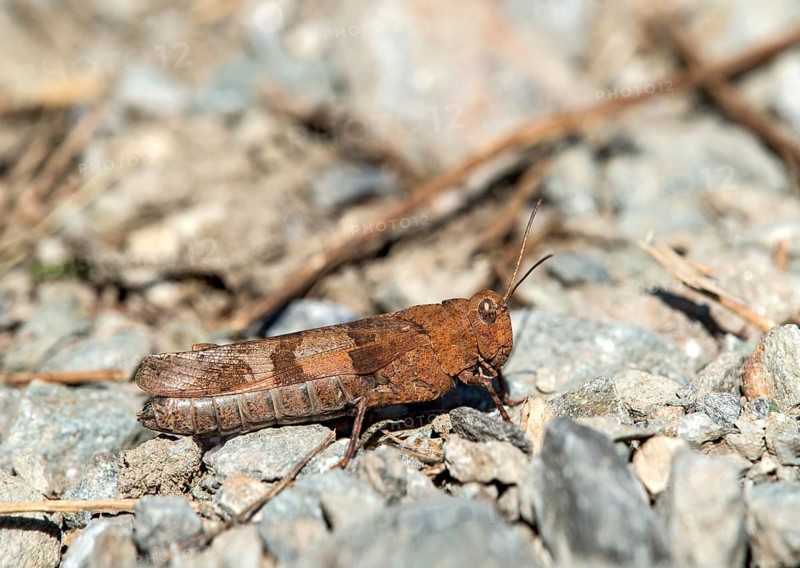 Blue-winged grasshopper