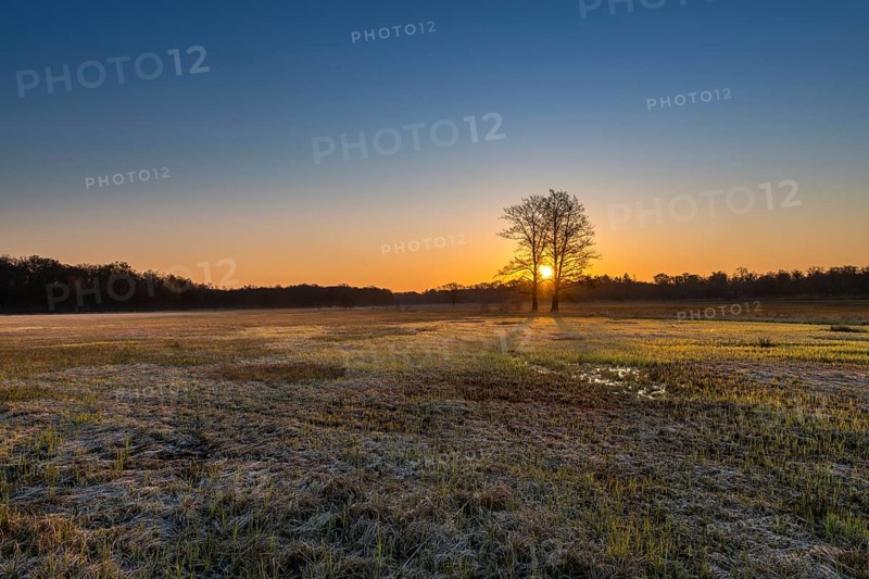 Sunrise in the Moenchbruch Nature Reserve