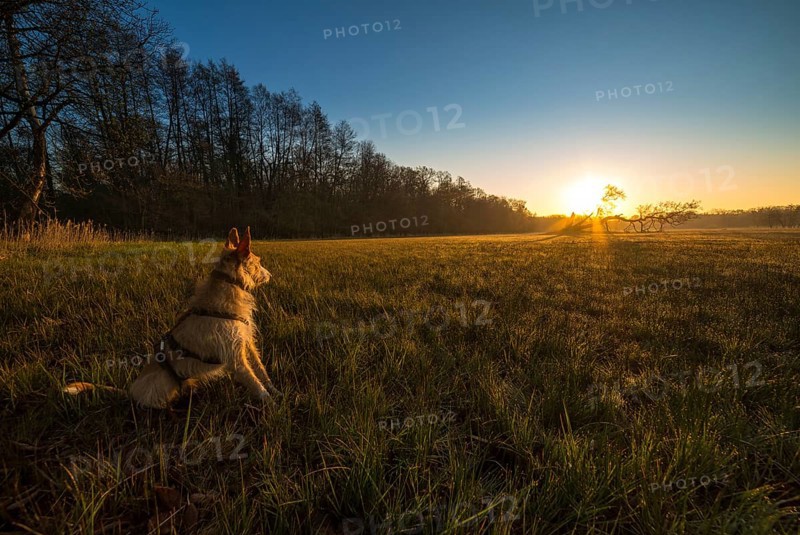 Dog looks into the sunrise